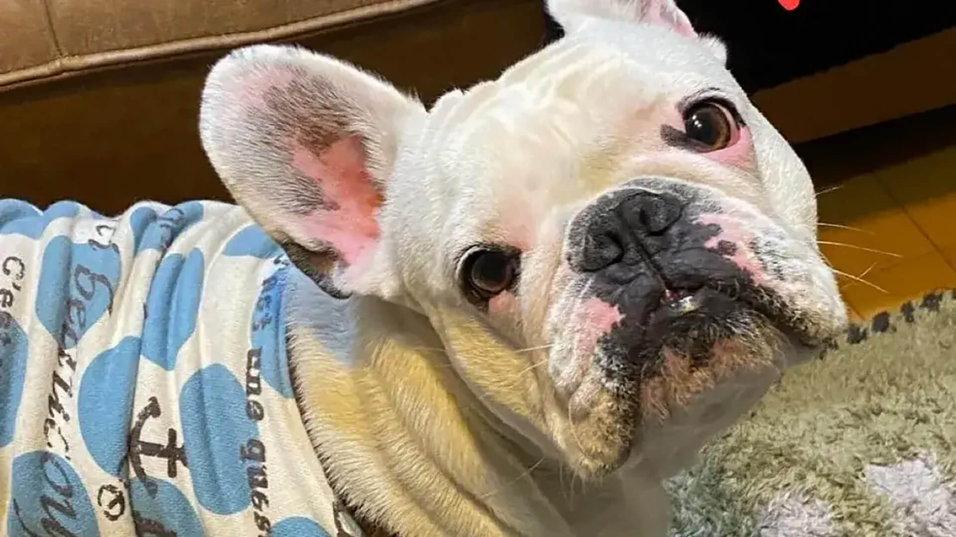 home top white bulldog