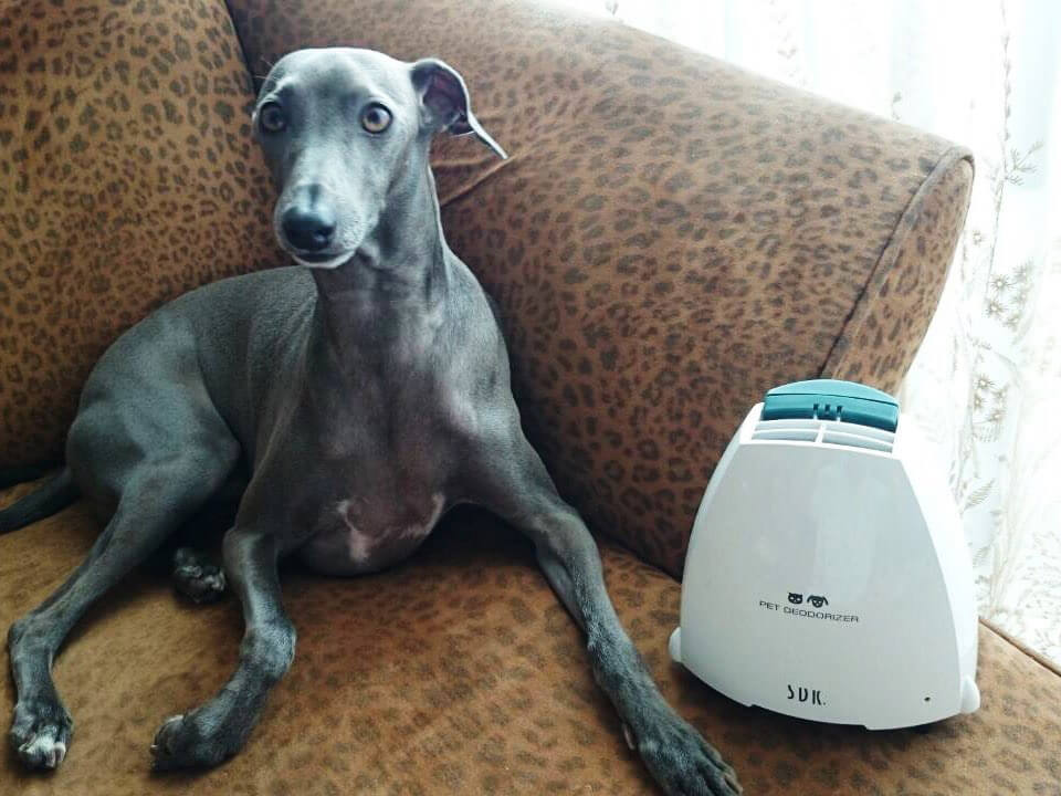 消臭器-ペットデオドライザー-ユーザー-ソファに座る犬
